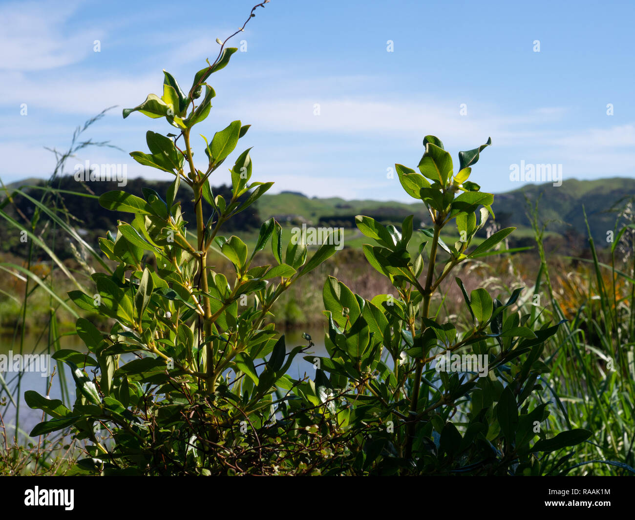 Grüne Pflanzen wachsen neben den ruhigen Feuchtgebieten in einem Wildreservat, mit fernen Hügeln und blauem Himmel, die eine friedliche natürliche Landschaft schaffen Stockfoto