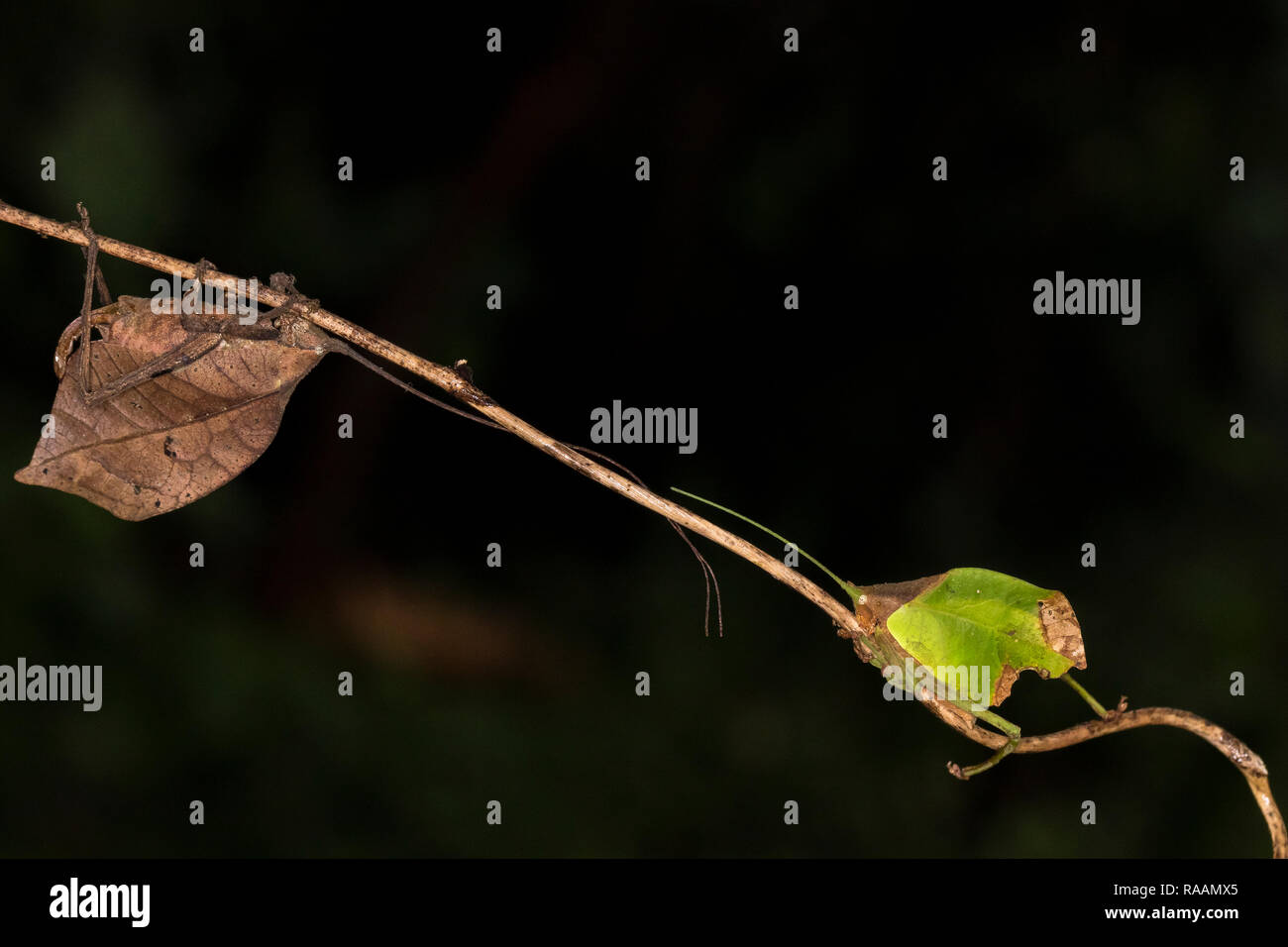 Katydid Blatt - Insekt in Costa Rica nachahmen Stockfoto