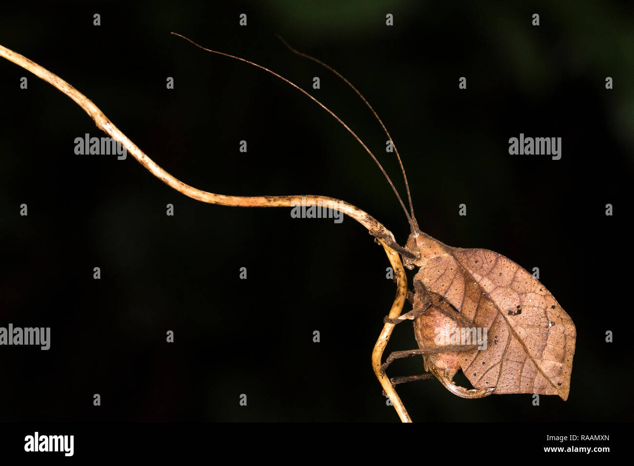 Katydid Blatt - Insekt in Costa Rica nachahmen Stockfoto