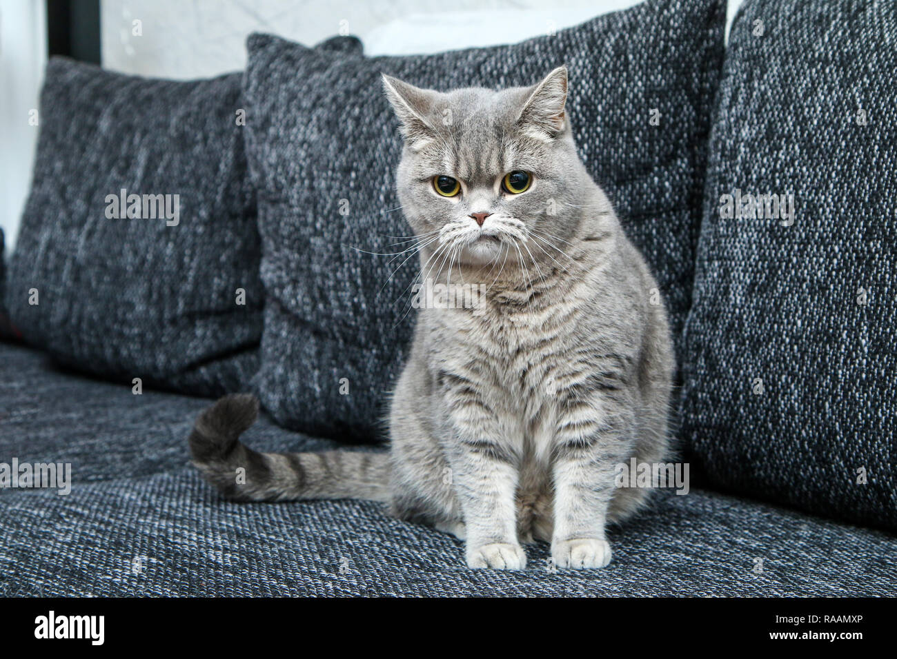 Die niedlichen britische Katze auf dem Sofa und schaute etwas skeptisch und nervös, da es verkehrten Mund. Stockfoto