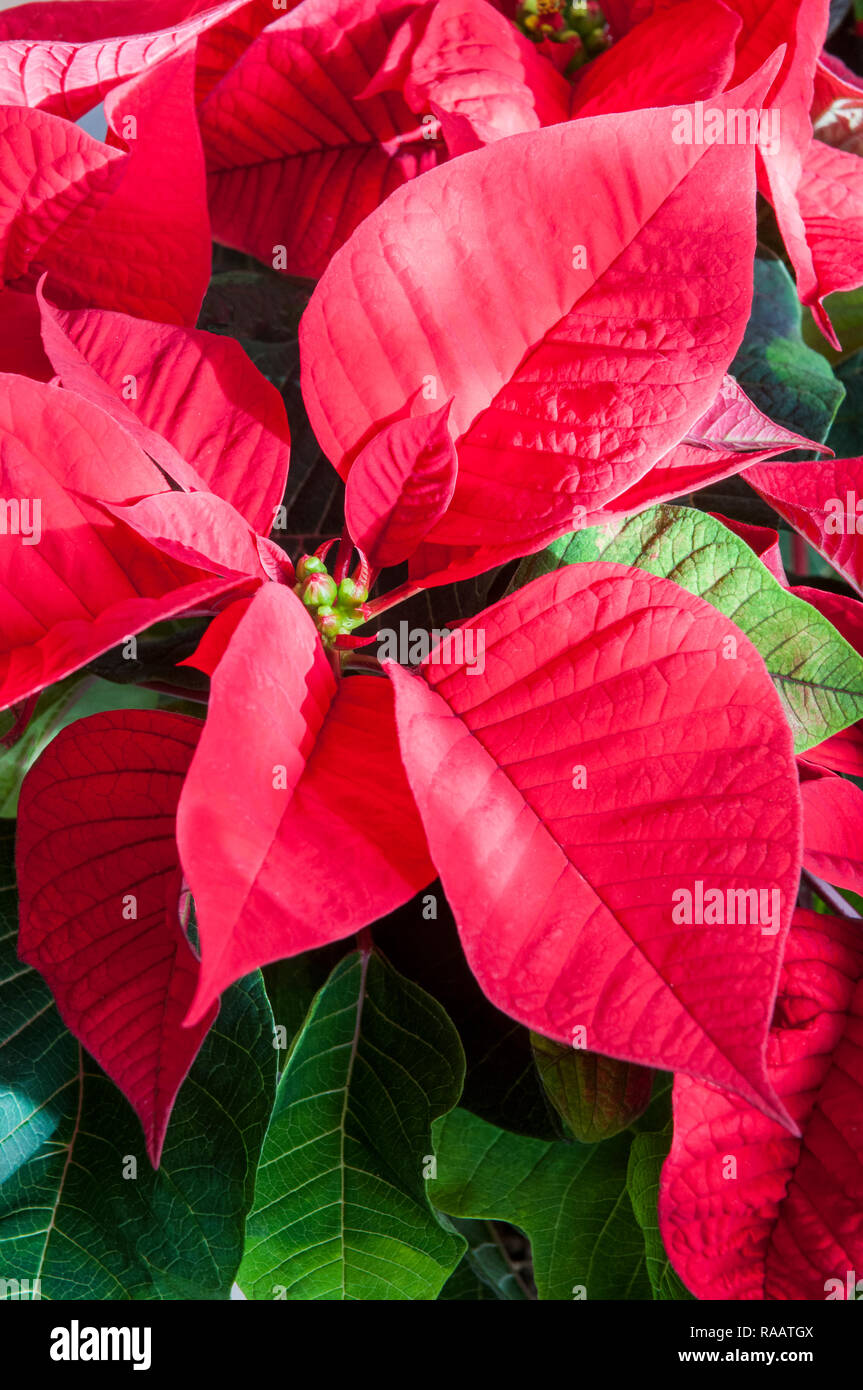 Nahaufnahme von Poinsettia pulcherima, leuchtend rote Blätter Pflanzen sind in der Regel zu Weihnachten andere Farben verkauft werden Weiß Creme und bunte Stockfoto