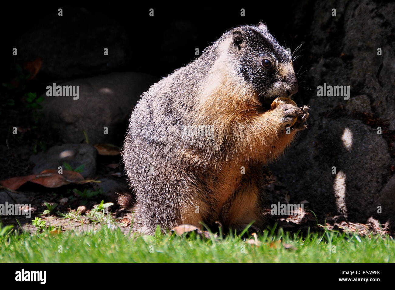 Gelbe widerlegt Marmot portrait Stockfoto