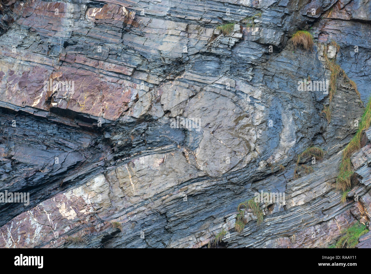 Spektakulär gefaltete Sequenz von abwechselnd grauen Schiefern und Sandsteinen Detail [5 von 5], North Cornwall UK Stockfoto