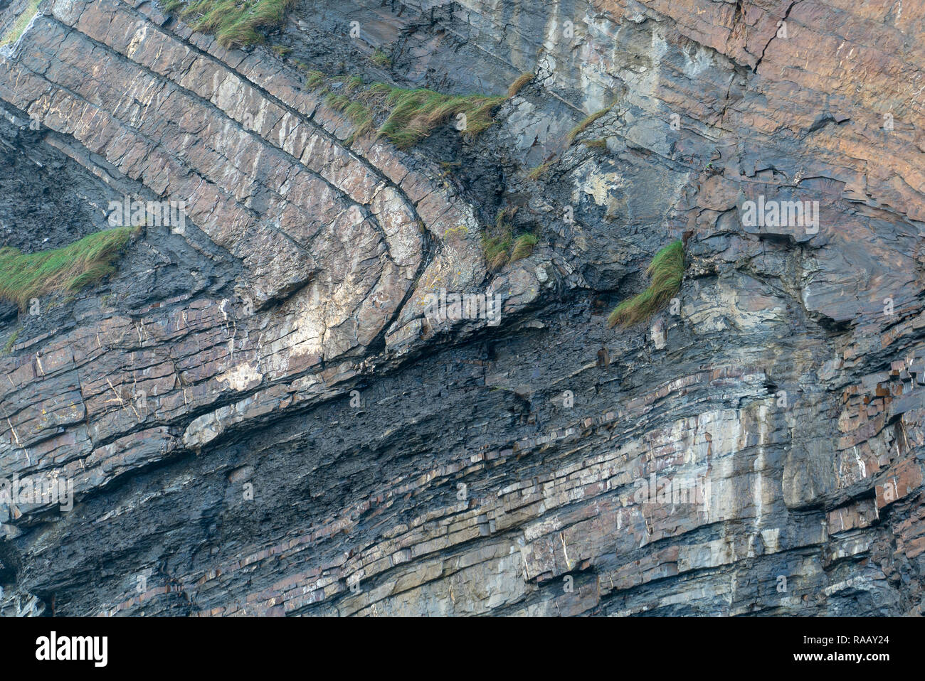 Spektakulär gefaltete Sequenz von abwechselnd grauen Schiefern und Sandsteinen Detail [3 von 5], North Cornwall UK Stockfoto