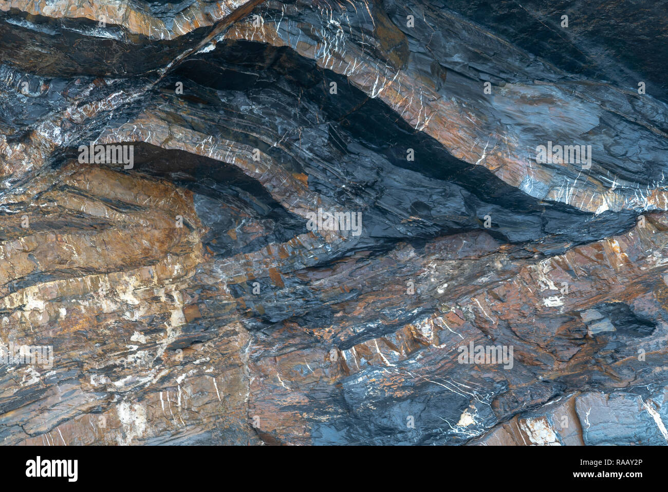 Spektakulär gefaltete Sequenz von abwechselnd grauen Schiefern und Sandsteinen Detail [2 von 5], North Cornwall UK Stockfoto
