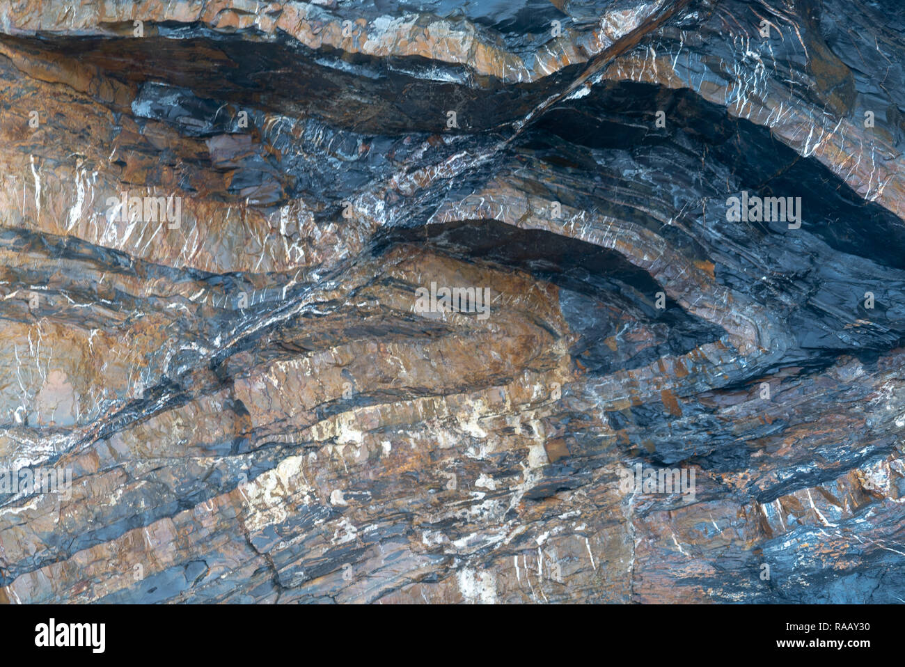 Spektakulär gefaltete Sequenz von abwechselnd grauen Schiefern und Sandsteinen Detail [1 von 5], North Cornwall UK Stockfoto