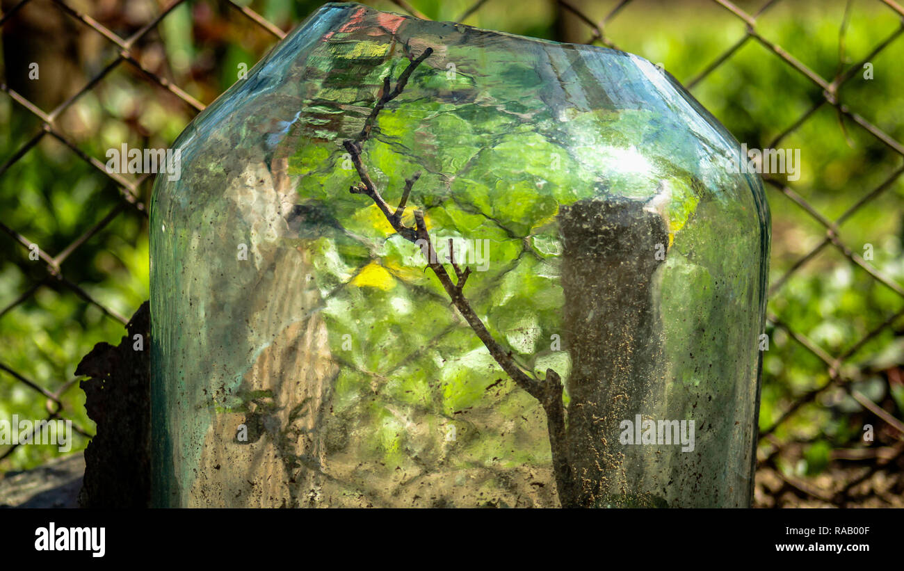 Scharfes Bild einer Pflanze, von Seiten mit einem Glas Glas von der Außenwelt isoliert. Stockfoto
