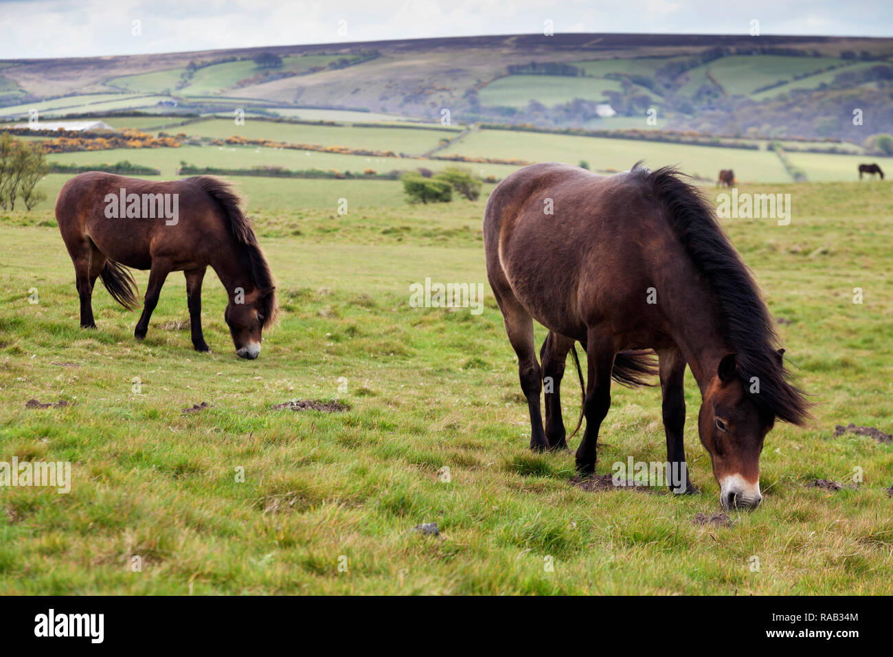 Wilde Exmoor Ponys, Exmoor National Park, Devon, England, Vereinigtes Königreich Stockfoto