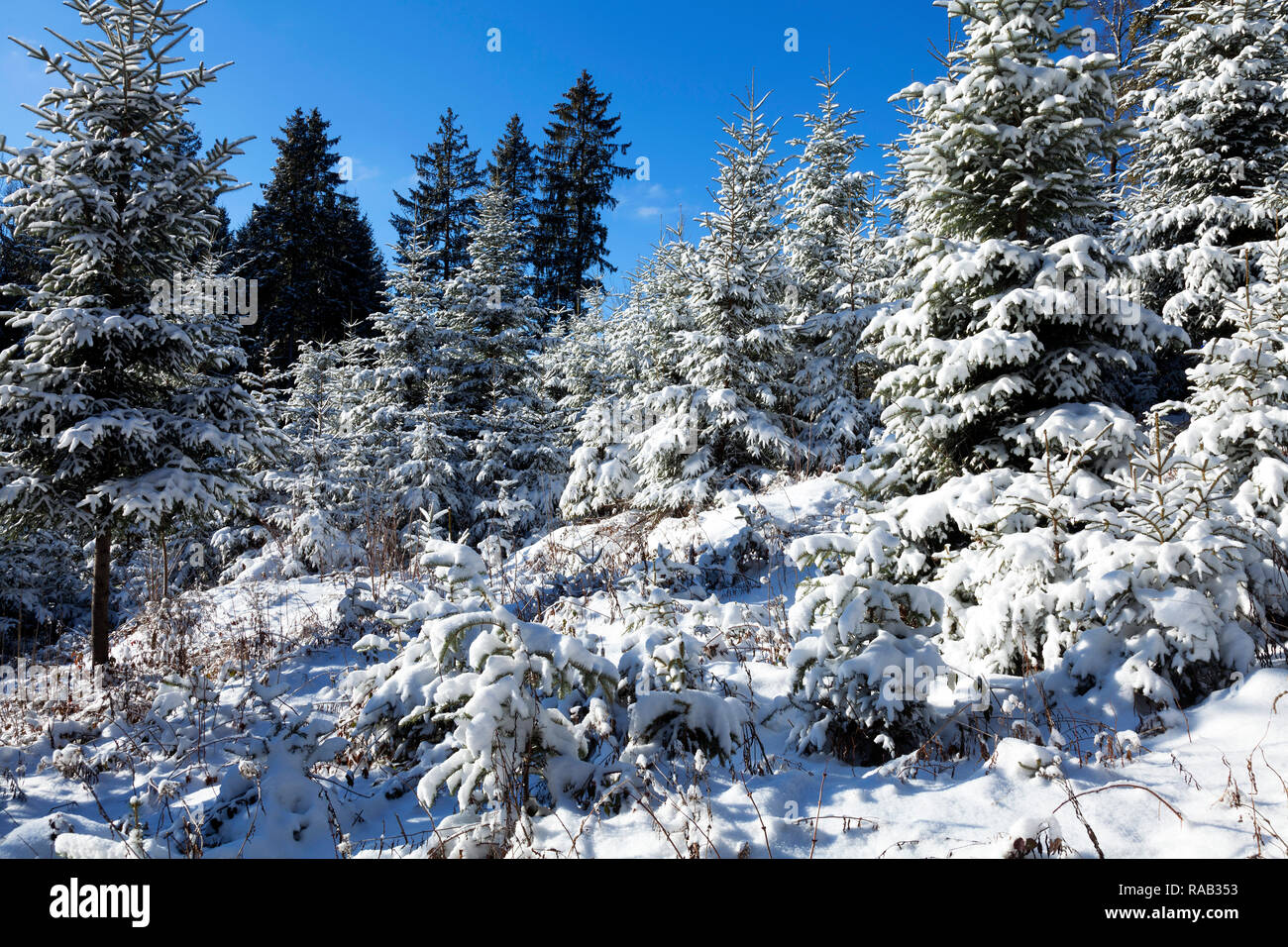 Junger Fichtenwald im Winter, Hinterzarten, Schwarzwald Stockfoto