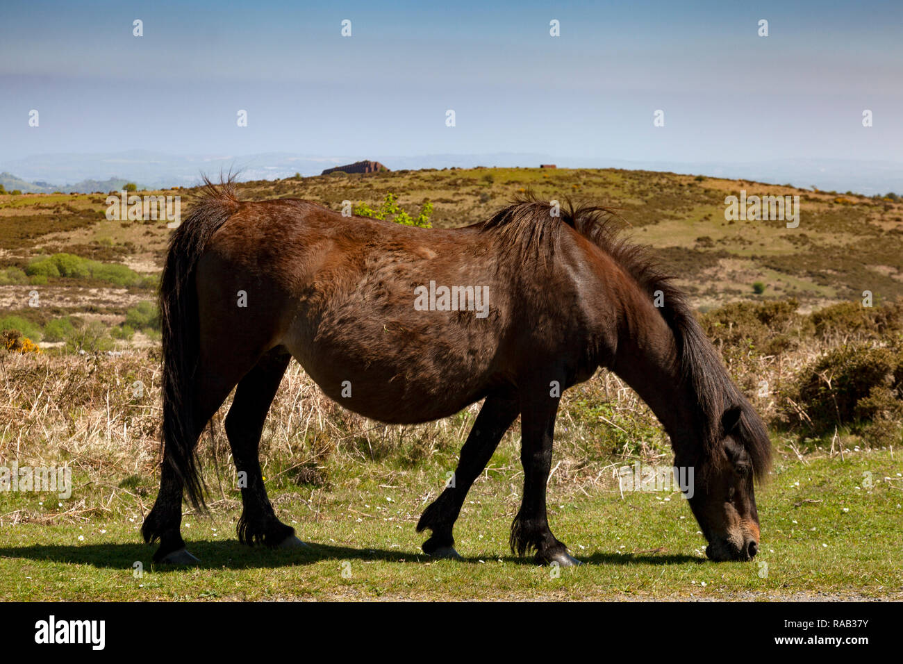 Wild Dartmoorponie, den Dartmoor Nationalpark, England Stockfoto