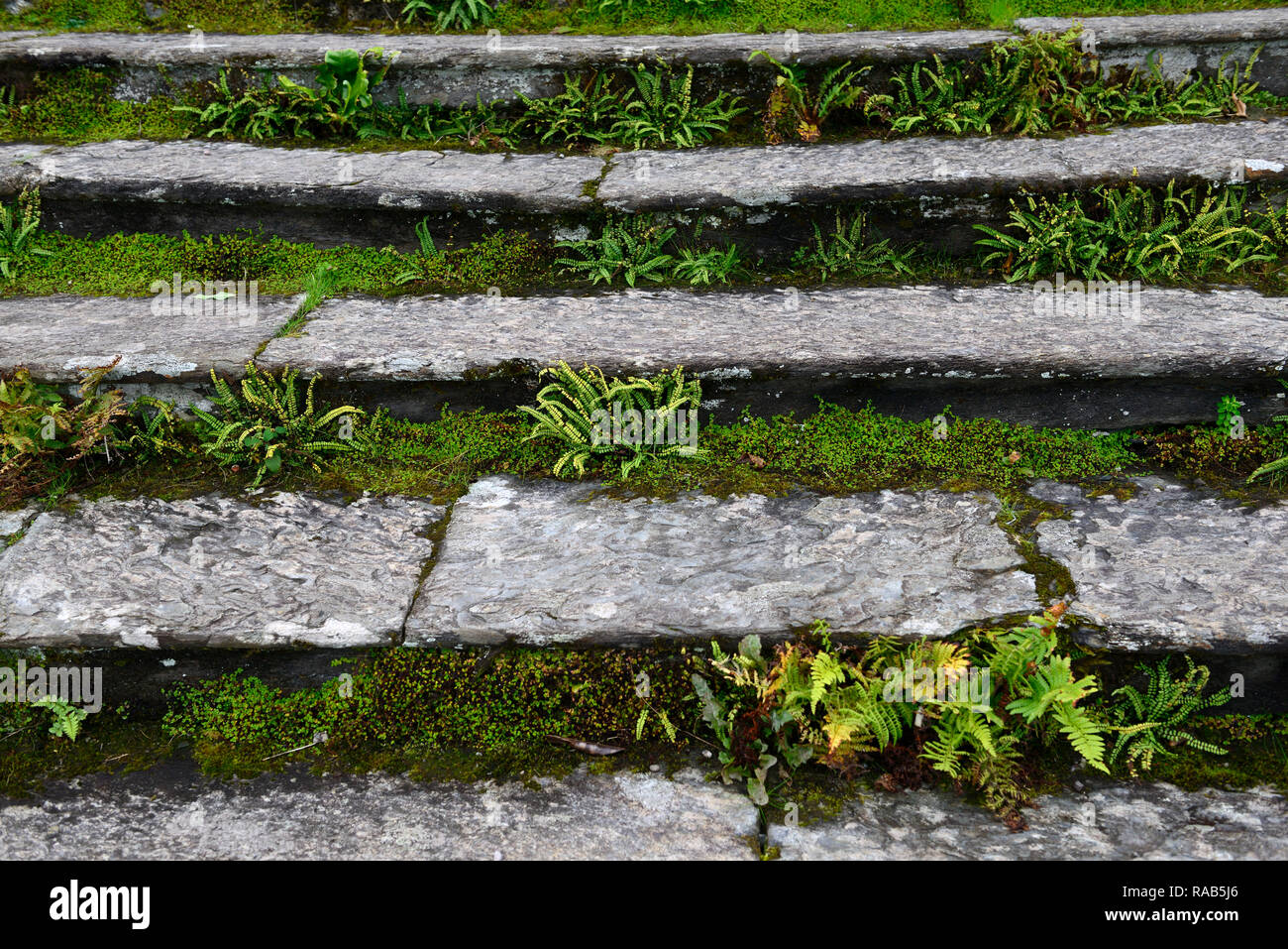 Stein steos, Moos, Farn, Farnen, Moosen, Abdeckung, bedeckt, kolonisieren, Kolonisierung, Risse, Wild, Natur, unordentlich, ungekämmt, RM Floral Stockfoto