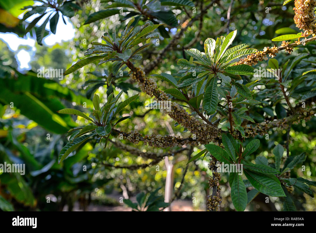 Pouteria sapota, mamey mamey sapote, Colorado, zapote Kolorado, zapote Rojo, Baum, Blätter, Laub, Tropical, RM Floral Stockfoto