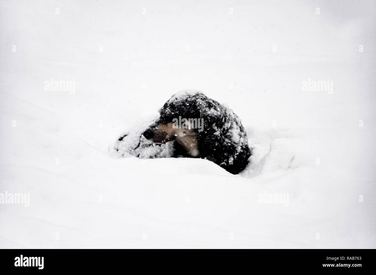 Schöne schwarze Hund Verlegung auf dem Schnee Schnee Stockfoto