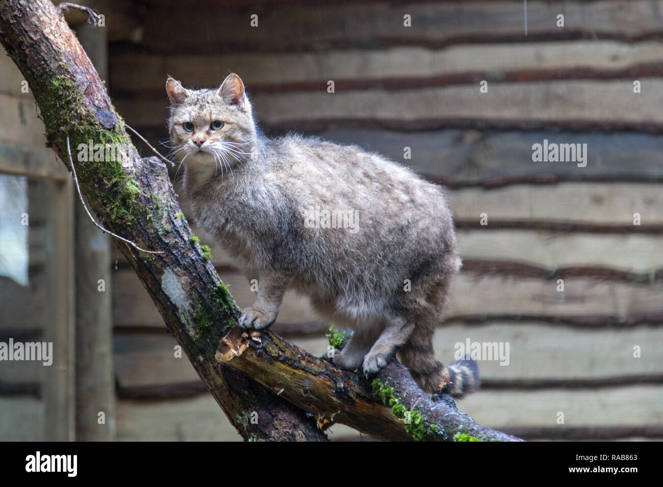 Europäische Wildkatze Felis silvestris silvestris in Kadzidlowo wilde Tiere Park in Polen Stockfoto