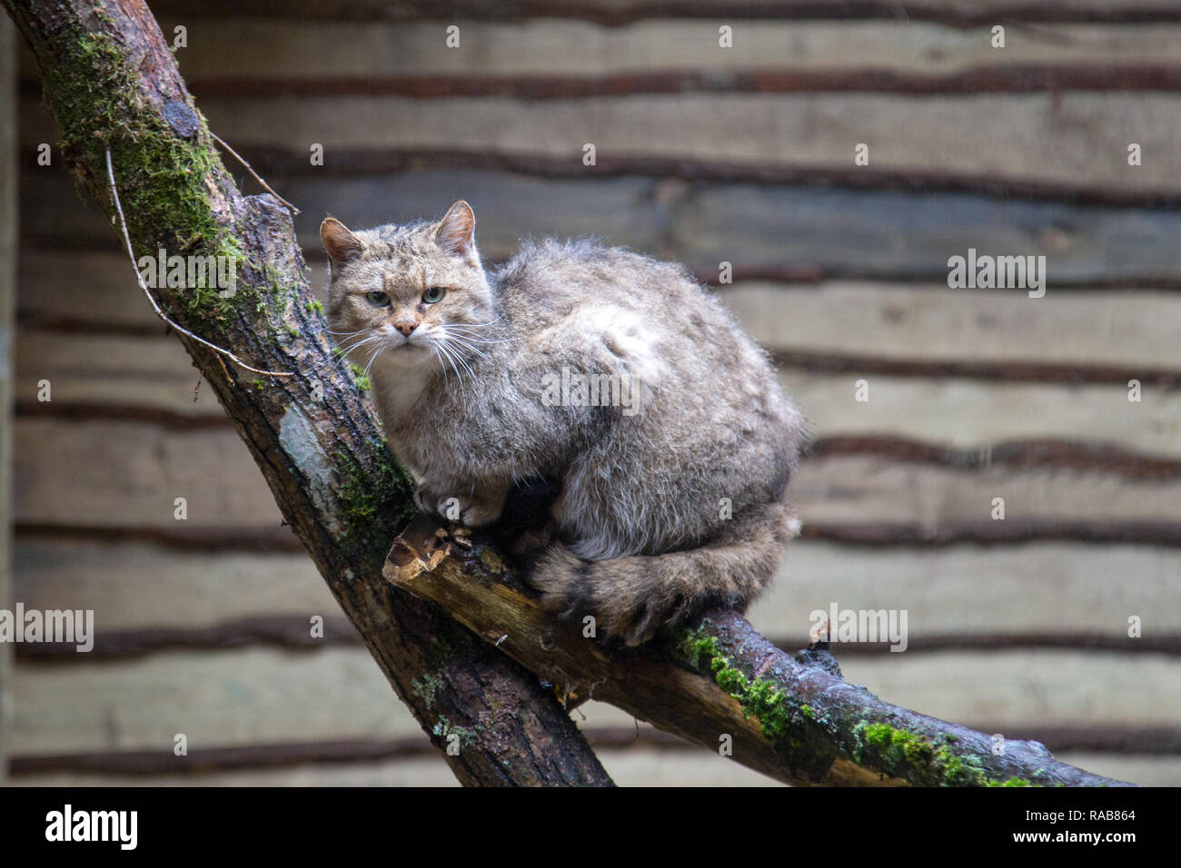 Europäische Wildkatze Felis silvestris silvestris in Kadzidlowo wilde Tiere Park in Polen Stockfoto