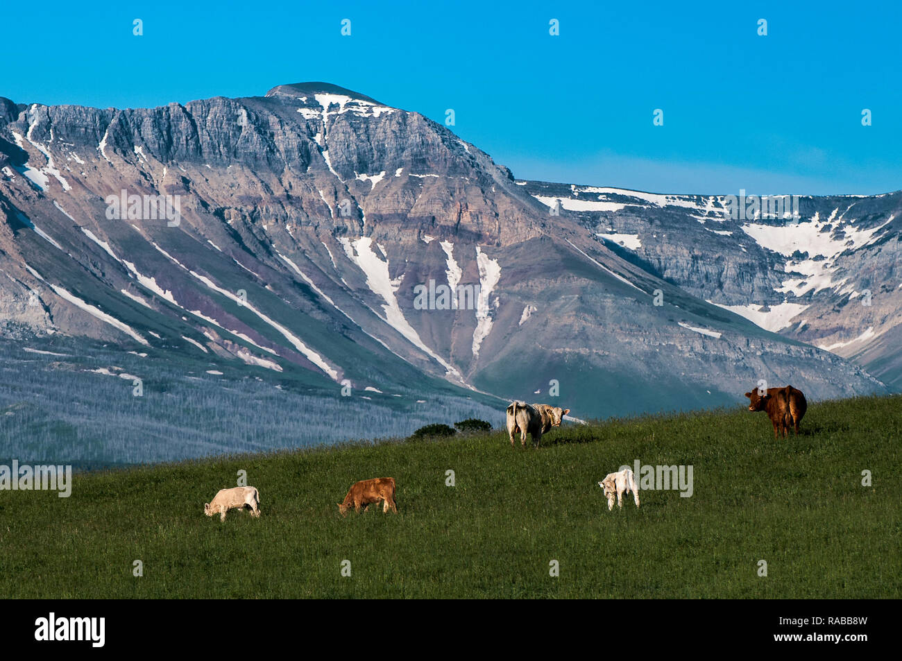 Kühe, Rinder, Rocky Mountain Foothills, Southern Alberta, Kanada Stockfoto