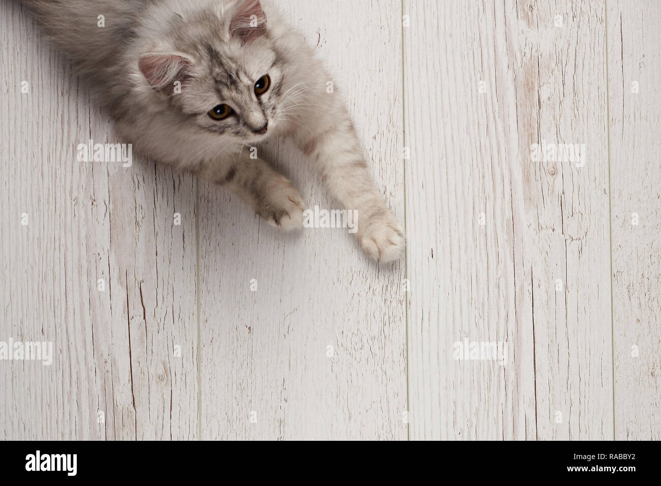 Flauschig grau Kitty lag auf Holzboden oben Ansicht von oben Stockfoto