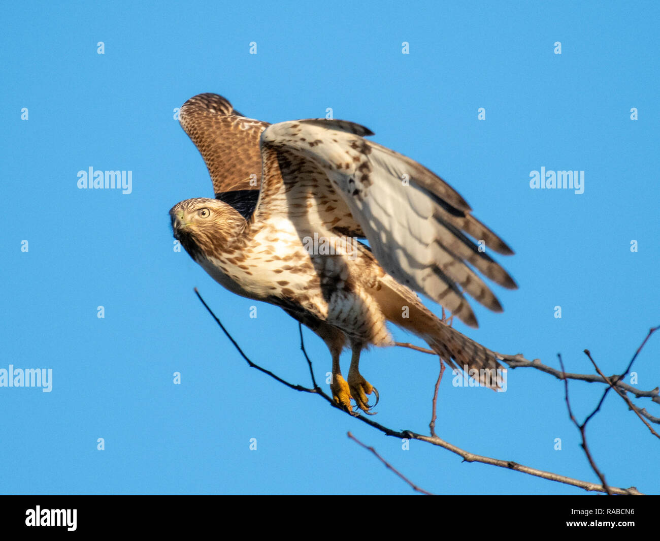 Eine junge Red-tailed Hawk, Buteo jamaicensis, nimmt Flug gegen einen klaren, blauen Himmel in Bossier City, La. Stockfoto
