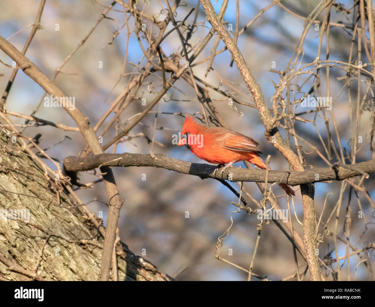 Ein männlicher Cardinal Bird, Cardinalis cardinalis, Sitzstangen auf einem Zweig in der Red River National Wildlife Refuge, im Nordwesten von Louisiana. Stockfoto