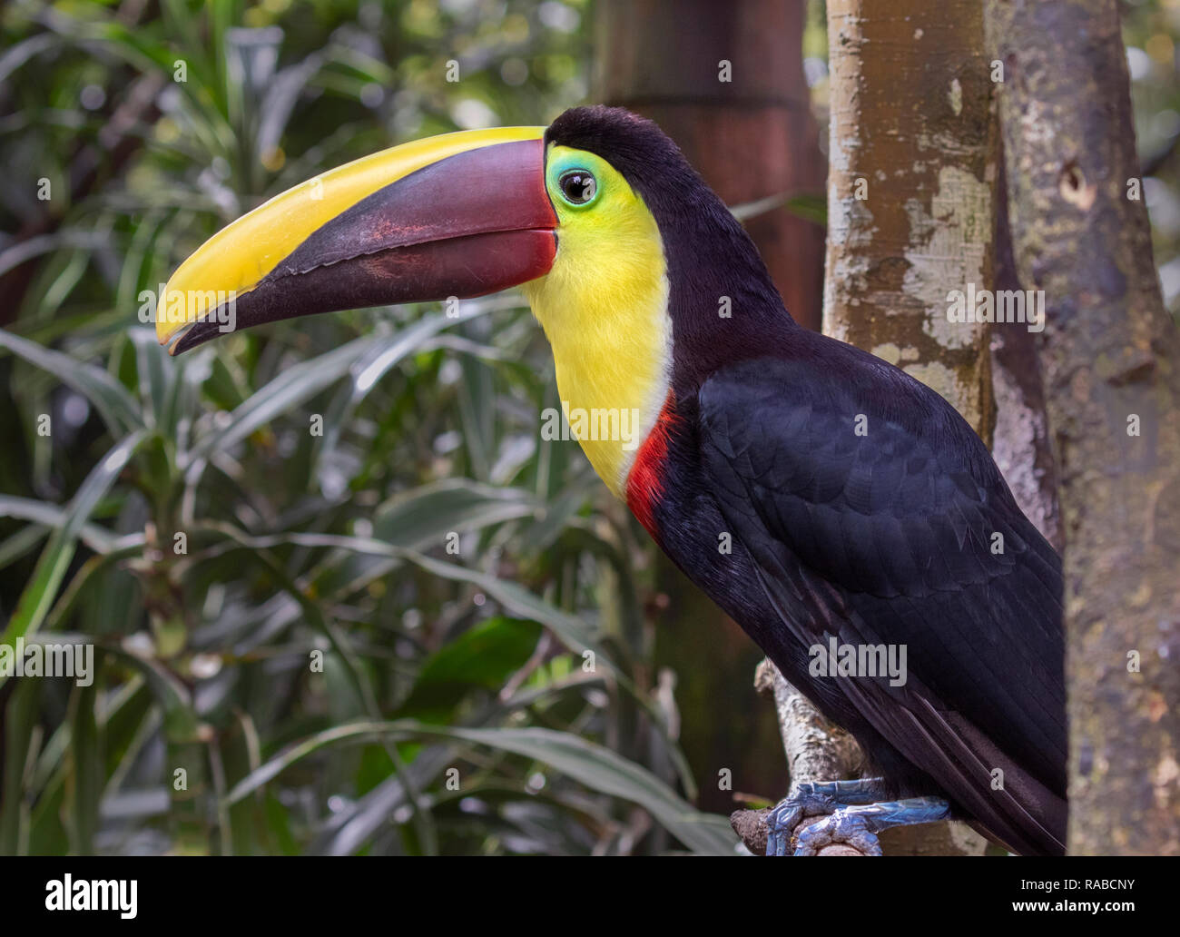 Yellow-throated Toucan (Ramphastos ambiguus), Portrait im Regenwald, Alajuela, Costa Rica. Stockfoto