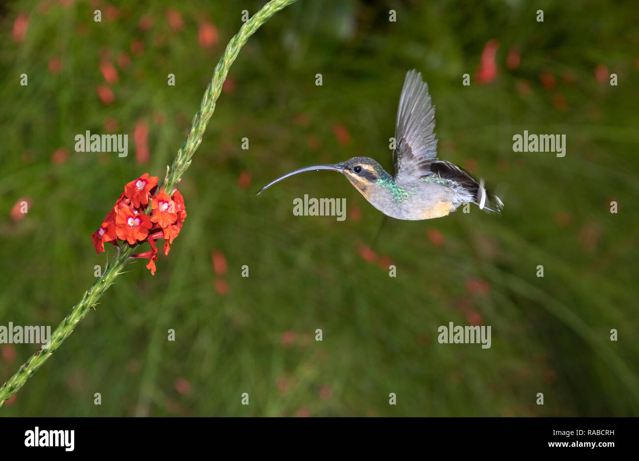 Grüne Einsiedler Kolibri (phaethornis Kerl) schwebt vor eine Blume, Alajuela, Costa Rica. Stockfoto