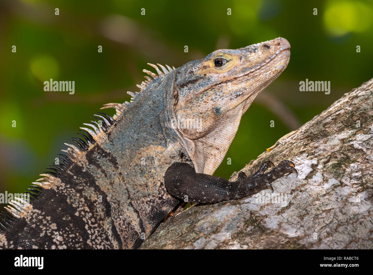 Schwarz stacheligen-tailed Iguana (Ctenosaura Imilis) Porträt, Manuel Antonio National Park, Puntarenas, Costa Rica Stockfoto