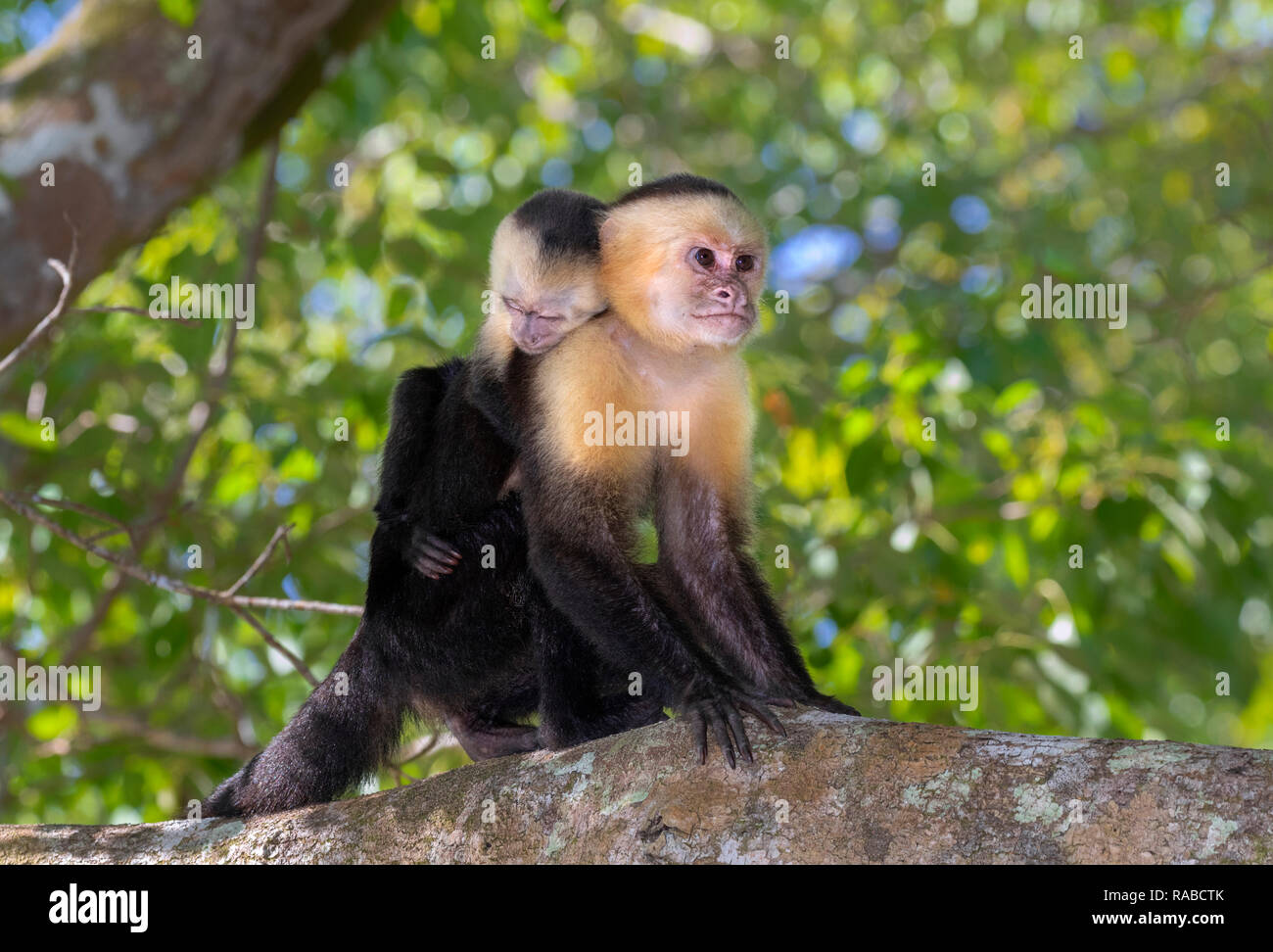 White-headed Kapuziner (Cebus Imitator), Frau mit Baby auf dem Rücken, auf einem Ast, Manuel Antonio National Park, Puntarenas, Costa Rica Stockfoto