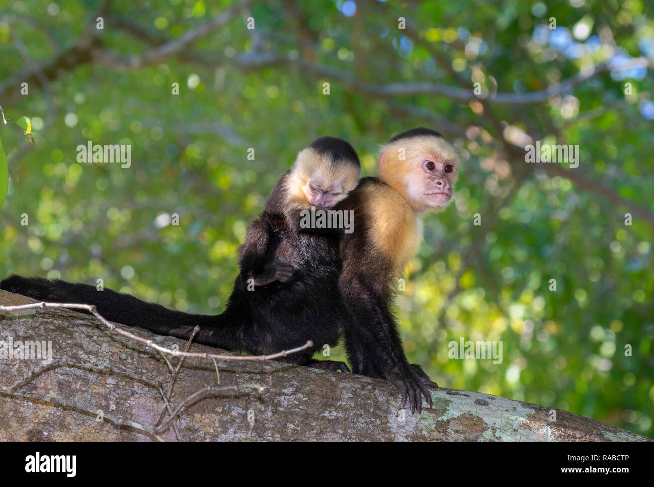 White-headed Kapuziner (Cebus Imitator), Frau mit Baby auf dem Rücken, auf einem Ast, Manuel Antonio National Park, Puntarenas, Costa Rica Stockfoto