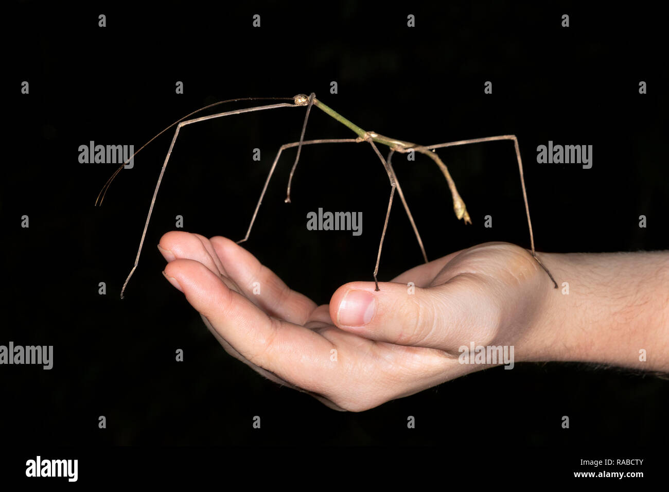 Giant walking stick Insect (Familie Phasmatodea) auf einer menschlichen Hand, Puntarenas, Costa Rica Stockfoto