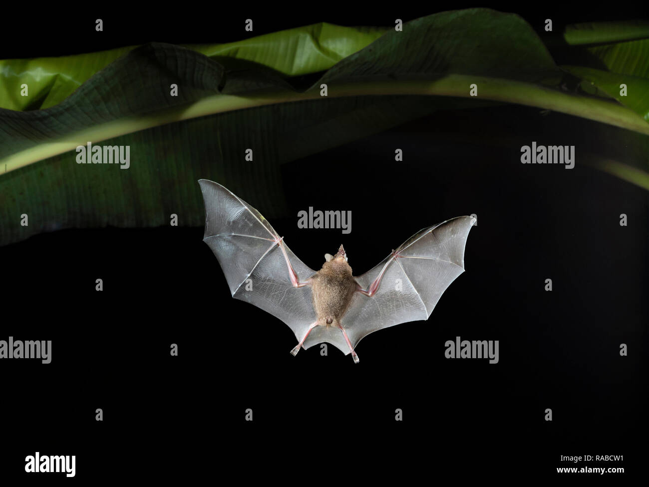 Seba's Short-tailed Obst bat (Carollia perspicillata) fliegen in der Nacht in Bananenplantage, Puntarenas, Costa Rica Stockfoto