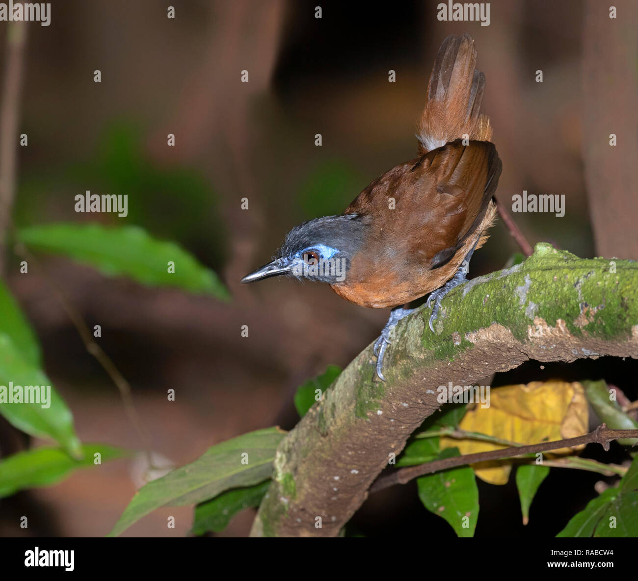 Chestnut backed antbird (Poliocrania exsul) auf der Suche nach Insekten im Regenwald, Manuel Antonio National Park, Puntarenas, Costa Rica Stockfoto