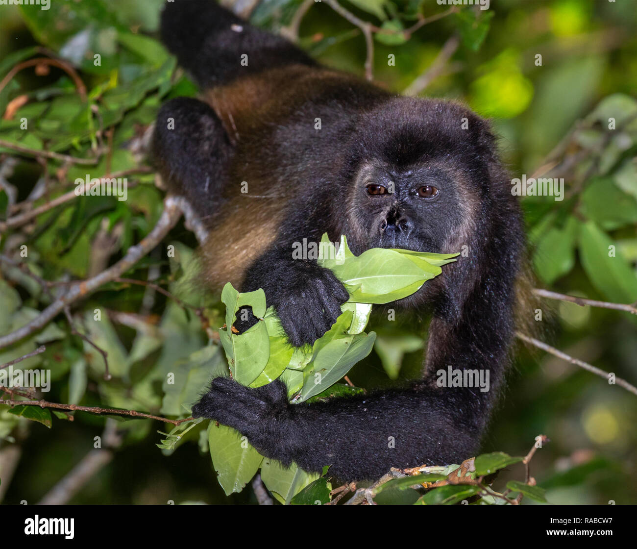 Mantled Brüllaffe (Alouatta palliata) Essen junge Baum Blätter in die Baumkronen des Regenwaldes, Puntarenas, Costa Rica Stockfoto