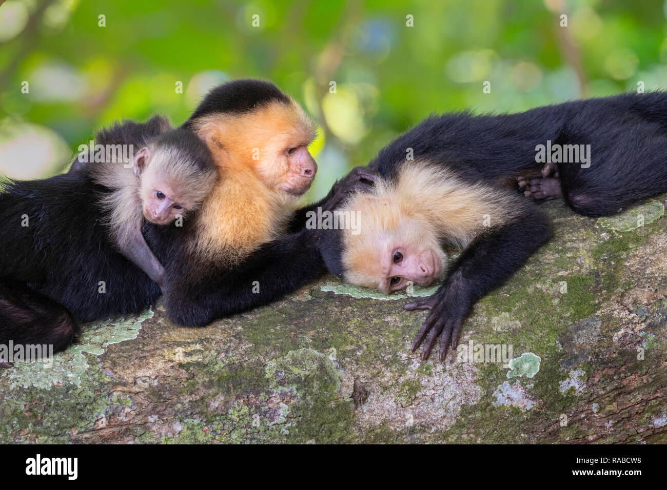 White-headed Kapuziner (Cebus Imitator), Weibliche mit zwei Jungen, Pflege auf einem Ast, Manuel Antonio National Park, Puntarenas, Costa Rica Stockfoto
