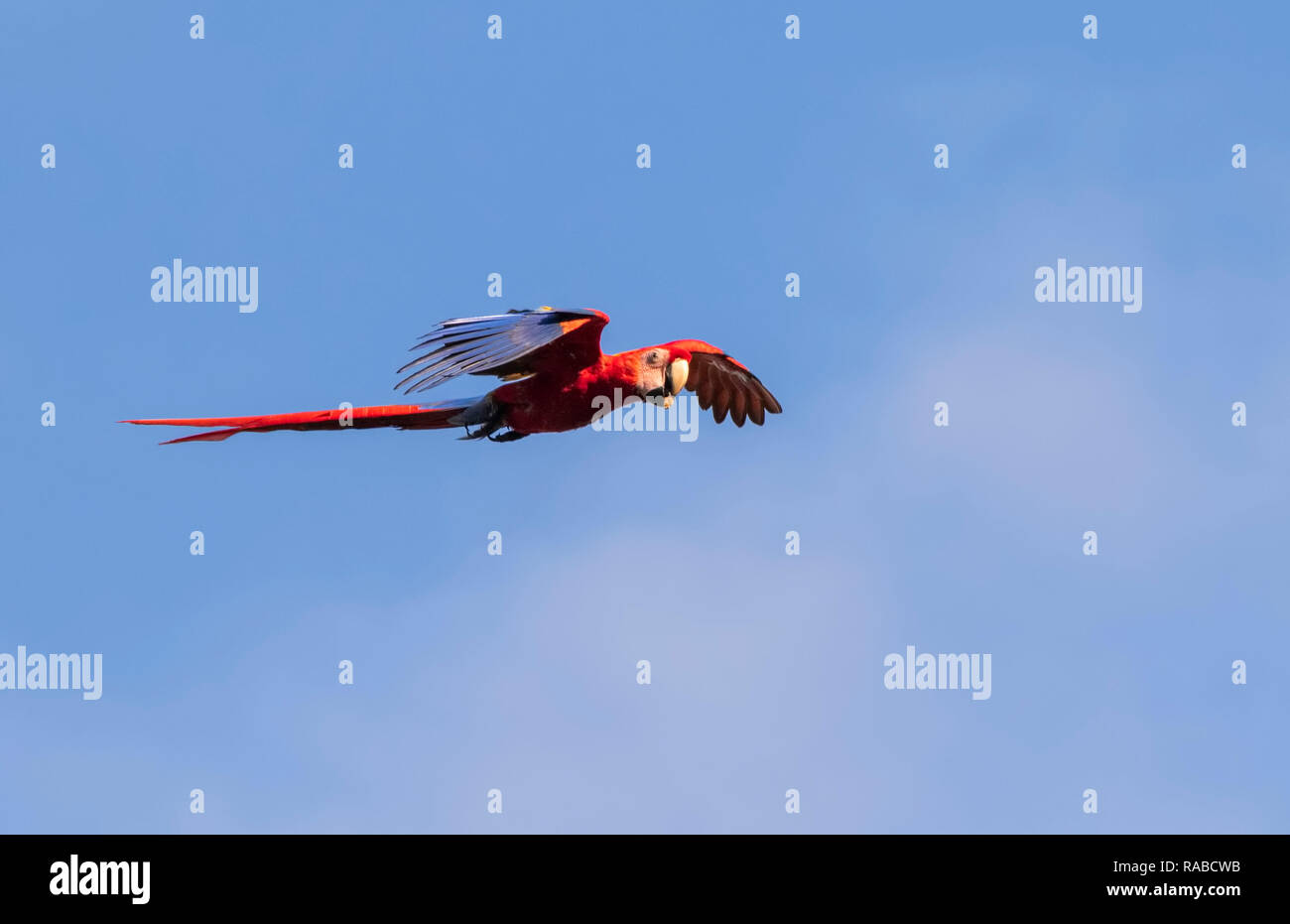 Hellrote Ara (Ara macao) fliegen mit einer Mutter im Schnabel im blauen Himmel, Puntarenas, Costa Rica Stockfoto