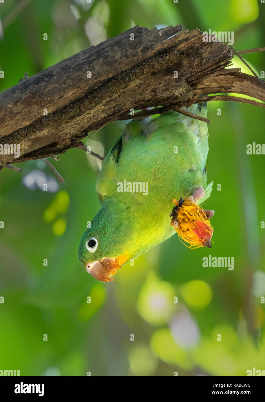 Orange, dass oder Tovi parakeet (Sperlingsvögel jugularis) isst eine Frucht hängt mit der Oberseite nach unten auf eine Niederlassung, Puntarenas, Costa Rica Stockfoto