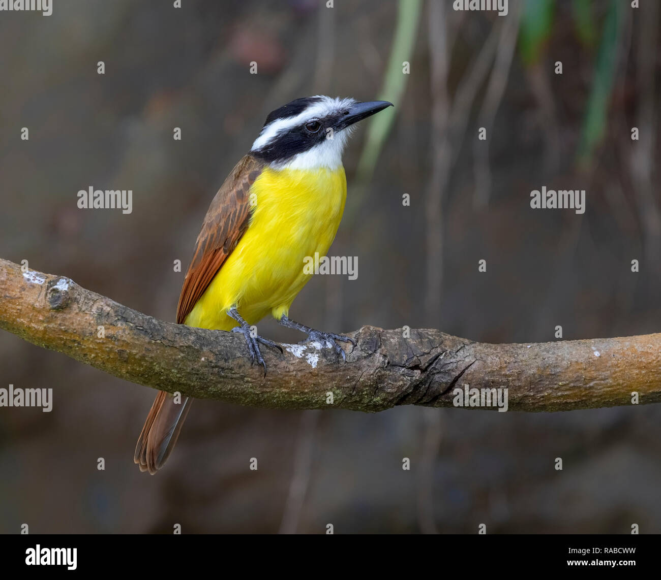 Große kiskadee (Pitangus sulfuratus) Portrait, Puntarenas, Costa Rica Stockfoto