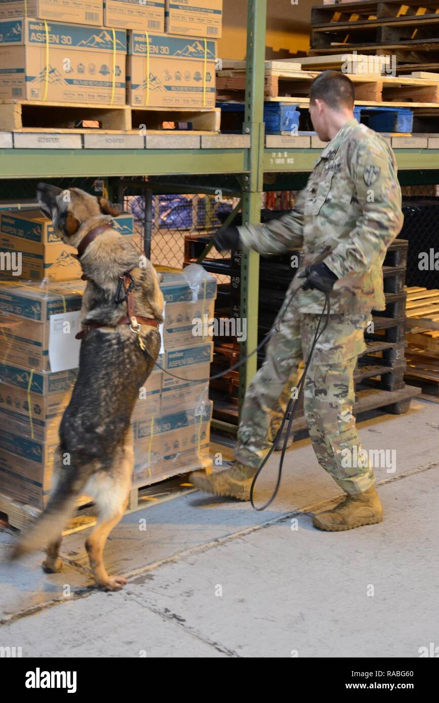 Us-Armee Sgt. Brandon Meyer und Meki, zu der 100 militärische Gebrauchshund Loslösung, suche einen Lagerbereich in einem Hangar auf chièvres Air Base, Belgien, Jan. 11, 2017 zugeordnet. Stockfoto