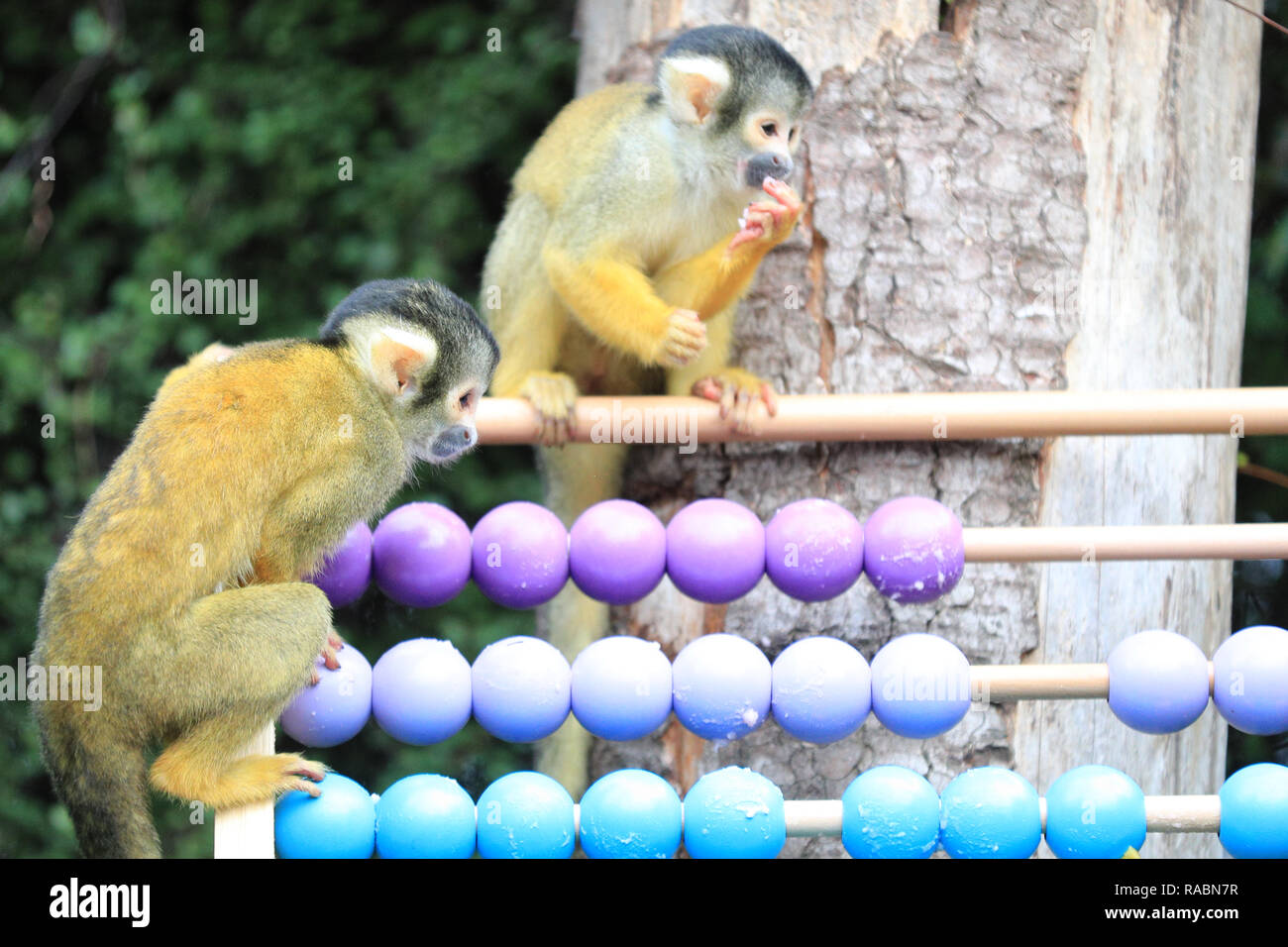 Totenkopfäffchen Kuscheltier und die Magie der Ausmalbilder: Kreativität für Groß und Klein