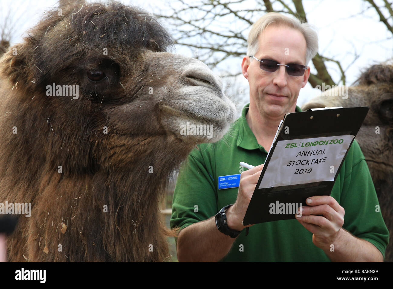 London, UK, 3. Jan 2019. Keeper Mick Tiley mit Baktrischen Kamele Noemie (weiblich, links) und Dschingis (männlich, rechts). Zoowärter bereit, ihre zwischenablagen, Taschenrechner und Kameras die Tiere bei der jährlichen ZSL London Zoo Bestandsaufnahme von mehr als 700 verschiedenen Arten zu zählen. Torhüter stehen vor der schwierigen Aufgabe, Auszählung jedes Säugetier-, Vogel-, Reptilien, Fische und Wirbellose im Zoo. Credit: Imageplotter Nachrichten und Sport/Alamy leben Nachrichten Stockfoto