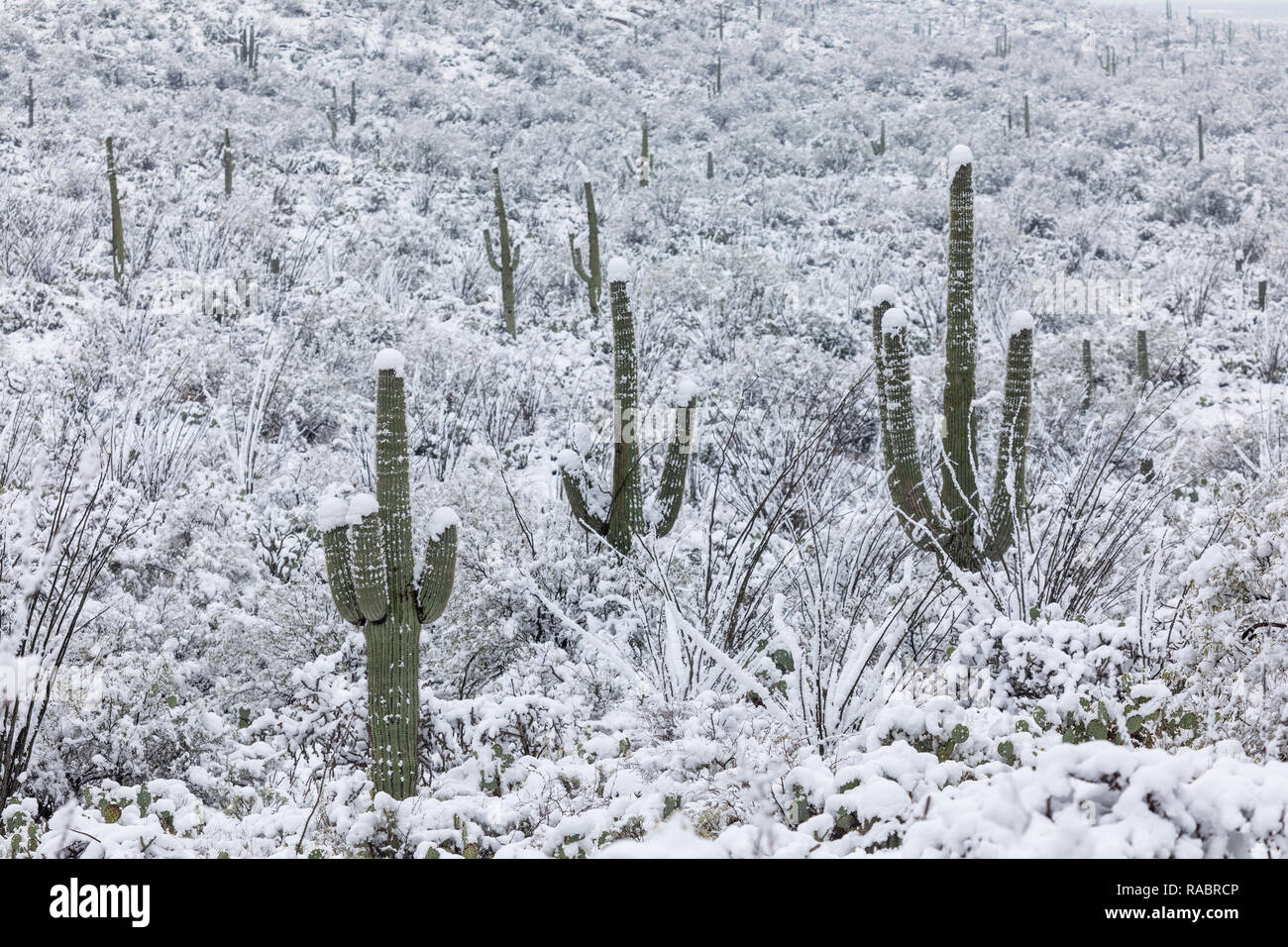 Winterlandschaft mit Schnee auf dem Saguaro Kaktus in der Sonoran Wüste im Saguaro Nationalpark in Tucson, USA Stockfoto