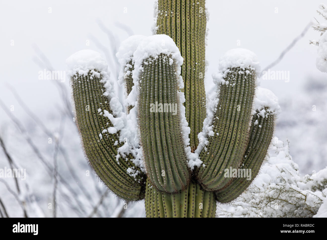 Malerische Landschaft mit Schnee auf einem Saguaro Kaktus in der Sonoran Wüste im Saguaro Nationalpark in Tucson, USA Stockfoto