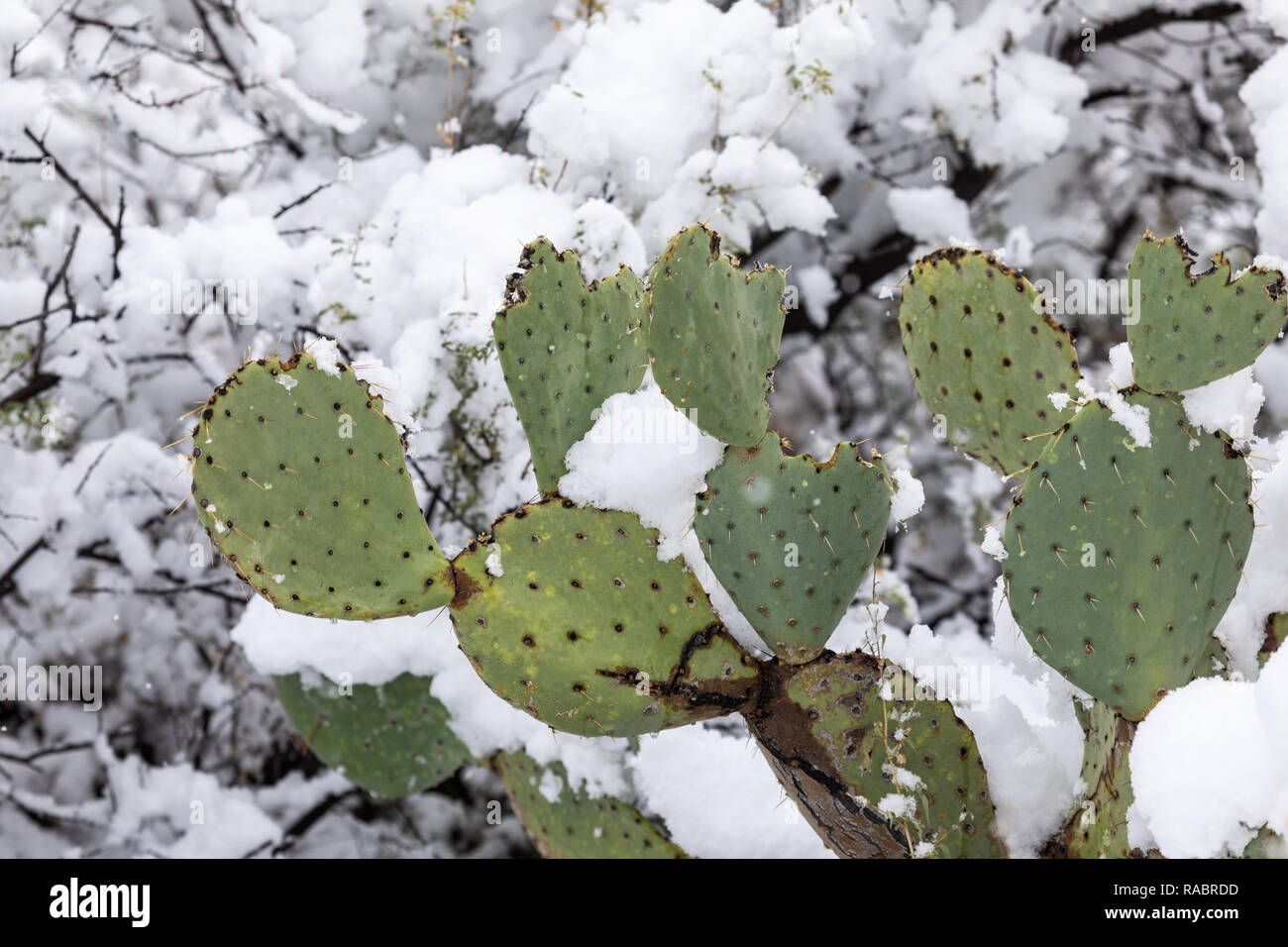Ein kalter Wintersturm brachte einen seltenen Schnee zu einem Kaktus aus stacheligen Birnen in der Sonoran-Wüste im Saguaro National Park in Tucson, Arizona, USA Stockfoto
