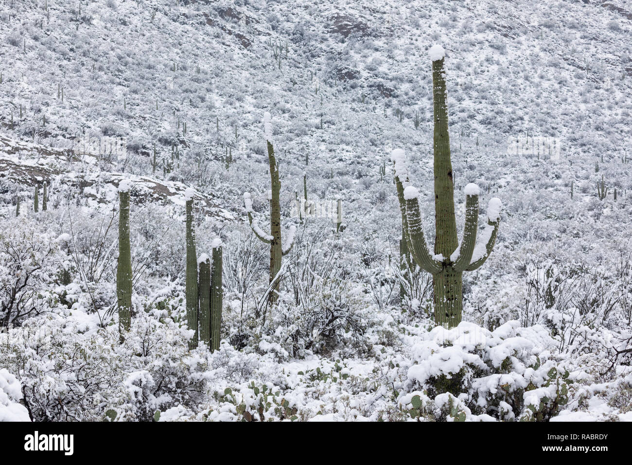Ein kalter Wintersturm brachte einen seltenen Schneefall zum Saguaro Kaktus in der Sonoran Wüste im Saguaro Nationalpark in Tucson, USA Stockfoto