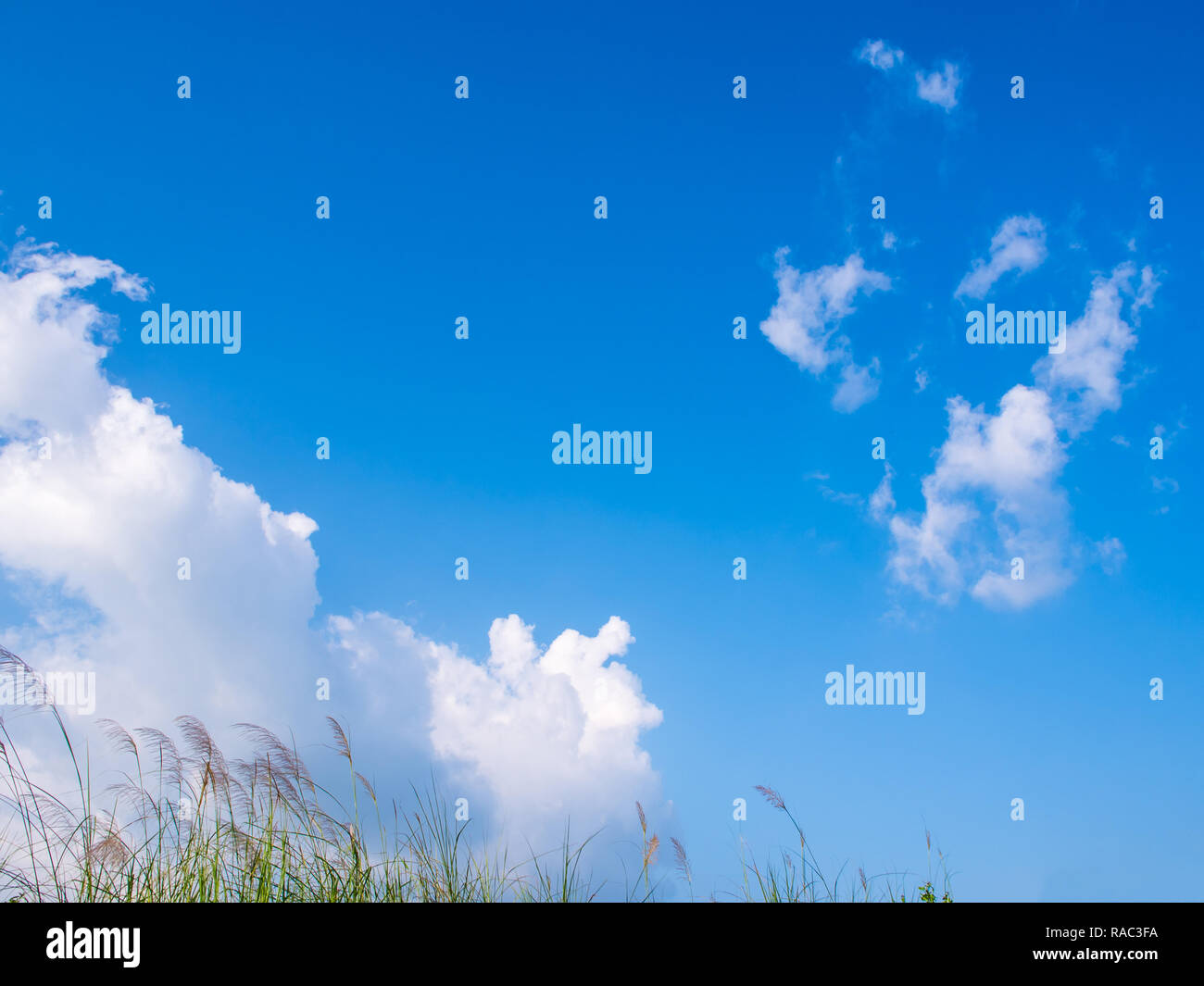 Blume des Kans Gras im Wind und die weißen Wolken im blauen Himmel Stockfoto