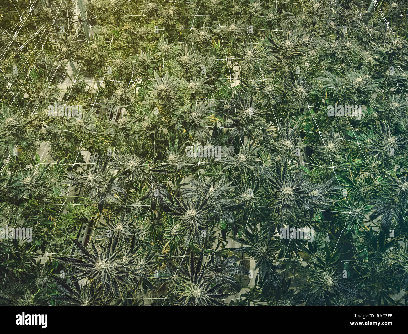 Cannabis wallpaper Hintergrund für info Grafiken Titelerstellung und Logos Stockfoto