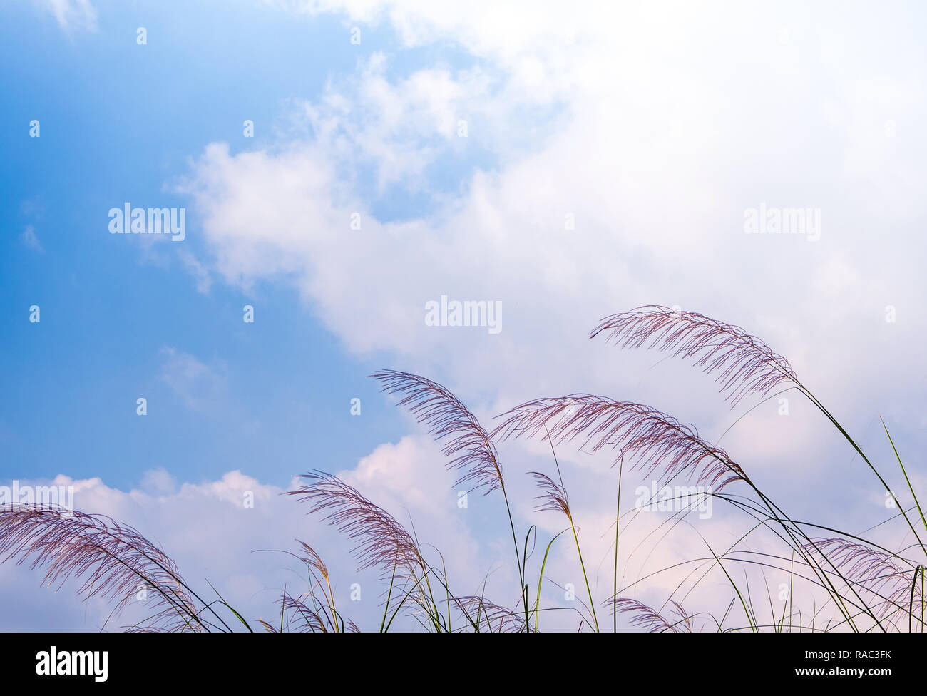 Blume des Kans Gras im Wind und die weißen Wolken im blauen Himmel Stockfoto