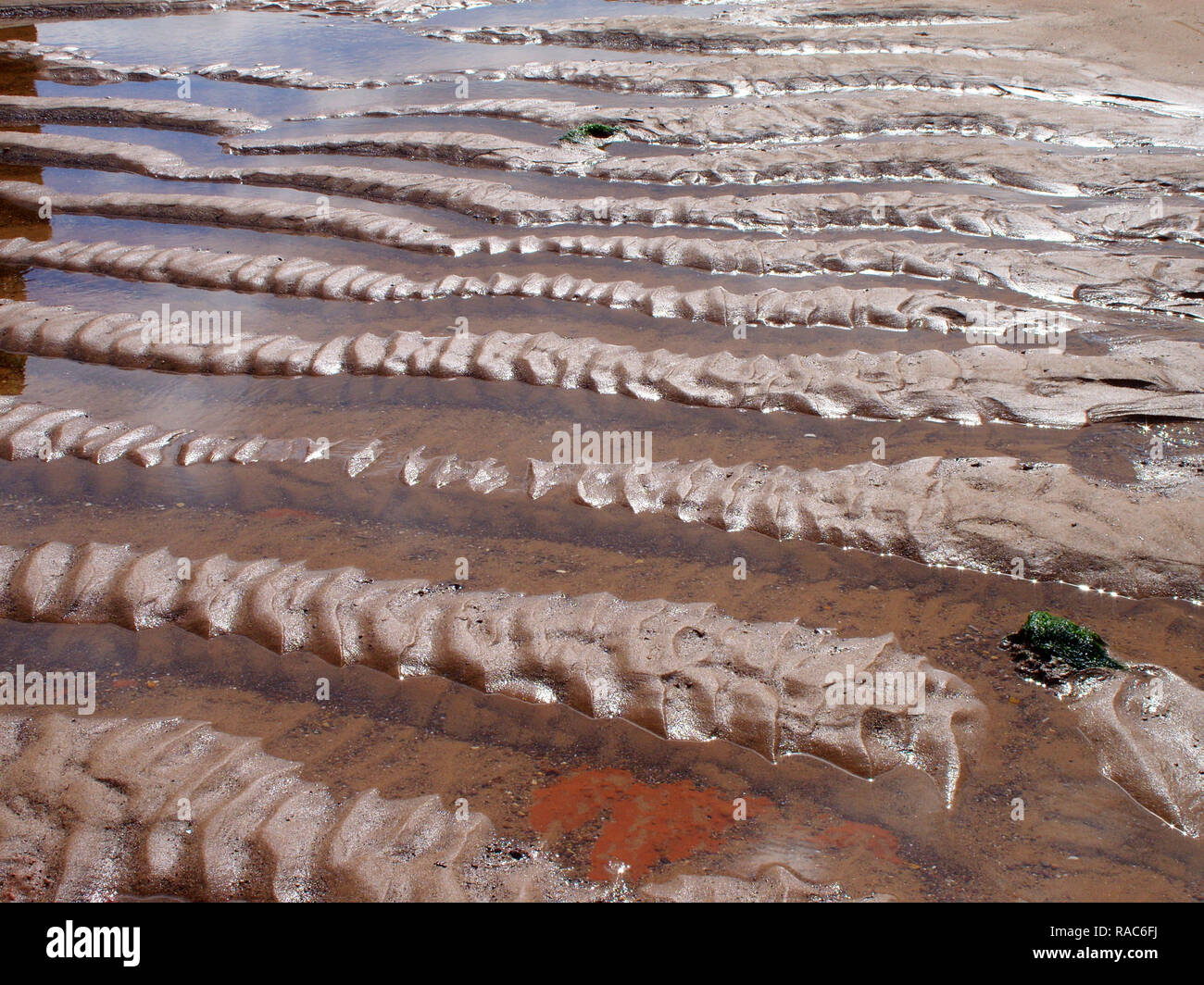 Seltsame sand Formen bei niedrigen Wasser auf Exmouths' Strand in Devon, England Großbritannien sehen diese wie einige spinalen Formen aus vorgeschichtlicher Zeit gefunden. Stockfoto