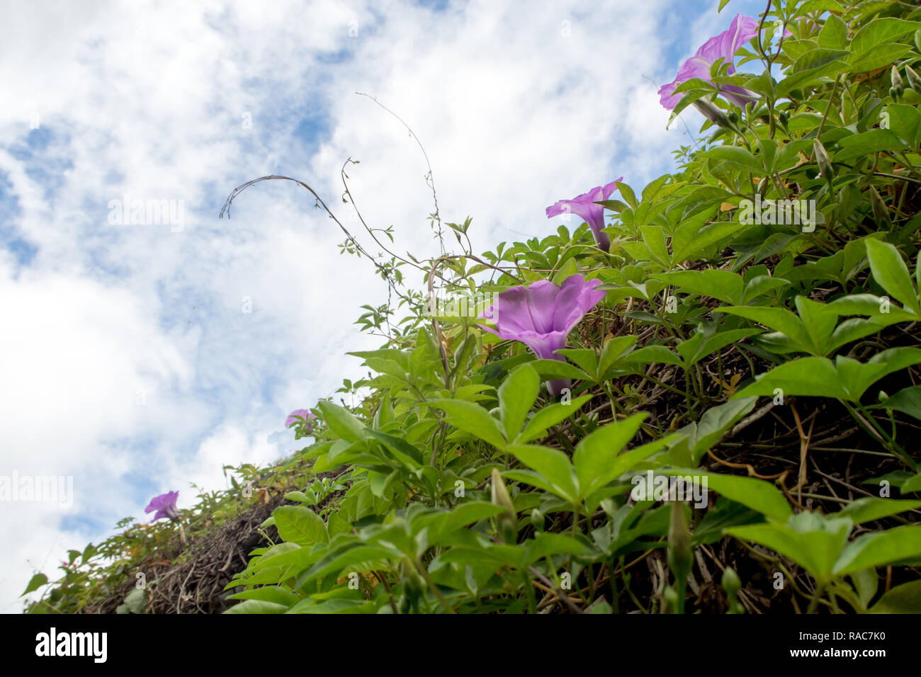 Lila Blüten von Efeu Pflanze und blauer Himmel Stockfotografie - Alamy