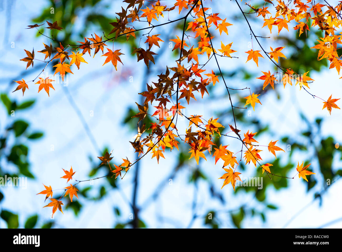 Blätter im Herbst im Park. Minoo Minoo Park in Osaka, Japan. Stockfoto