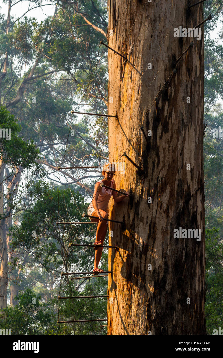 Frau Klettern bis Gloucester Tree Pemberton Stockfoto